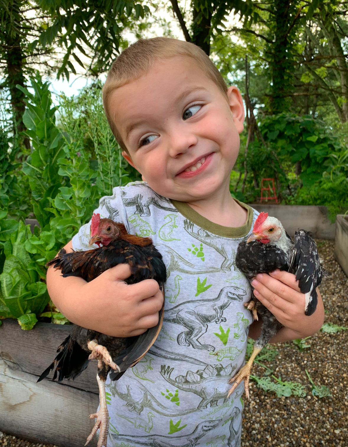 Chicken Eggs