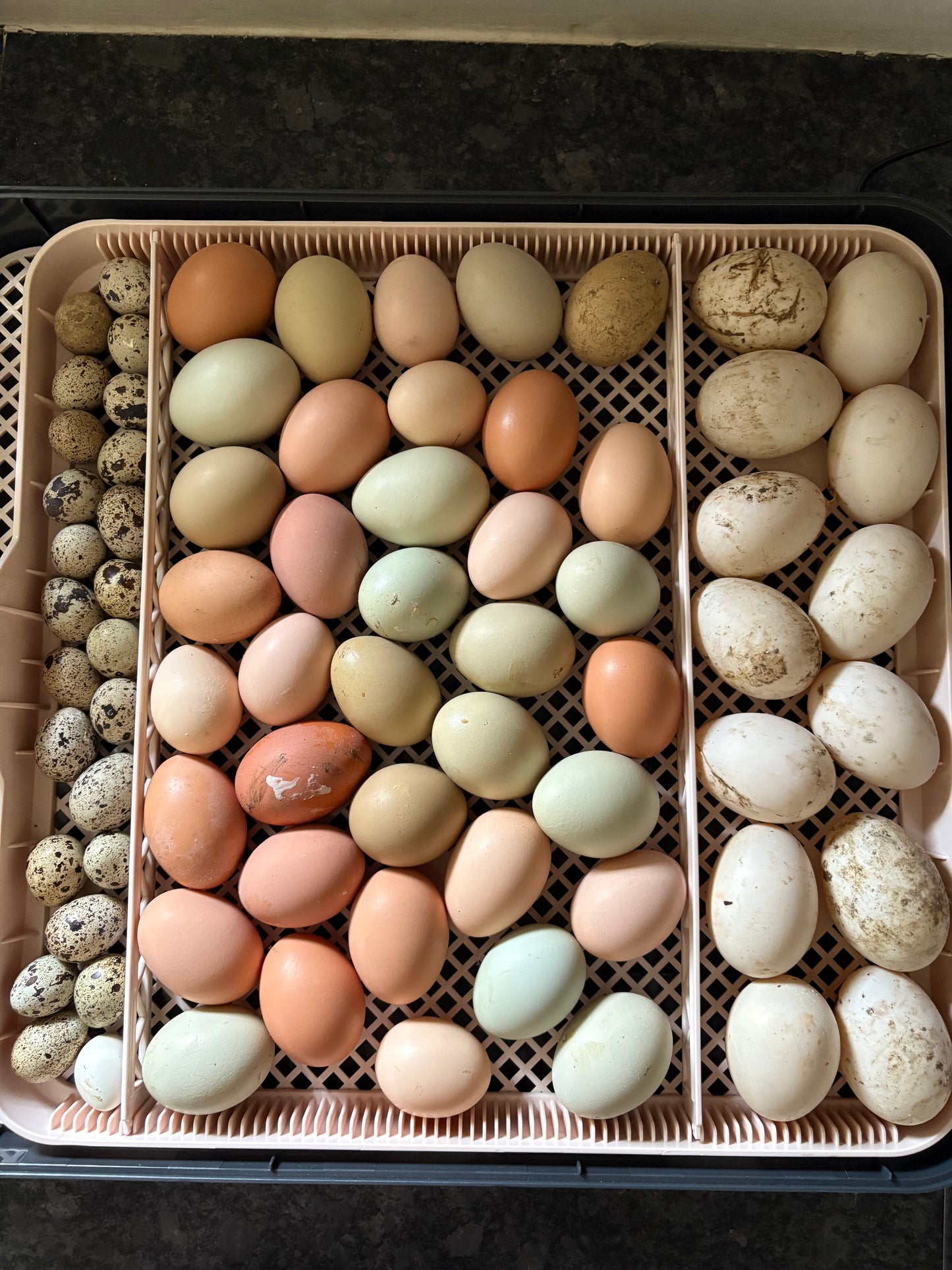 Chicks, Ducklings, Quail