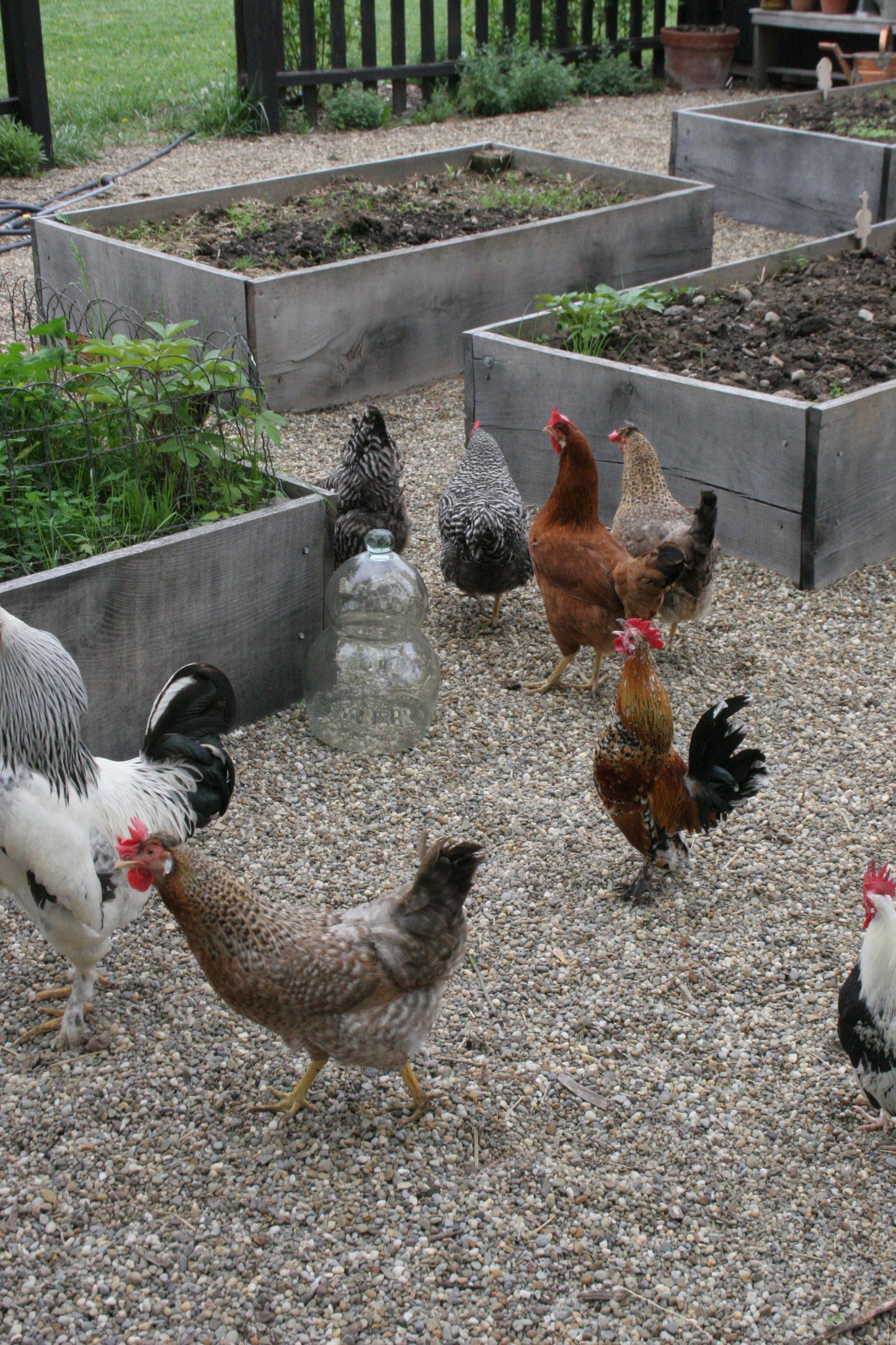 Chicken Eggs