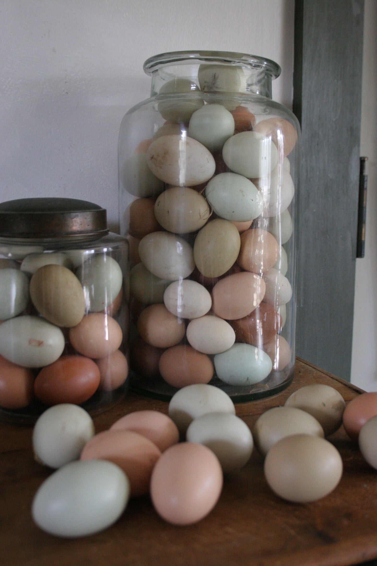 Chicken Eggs