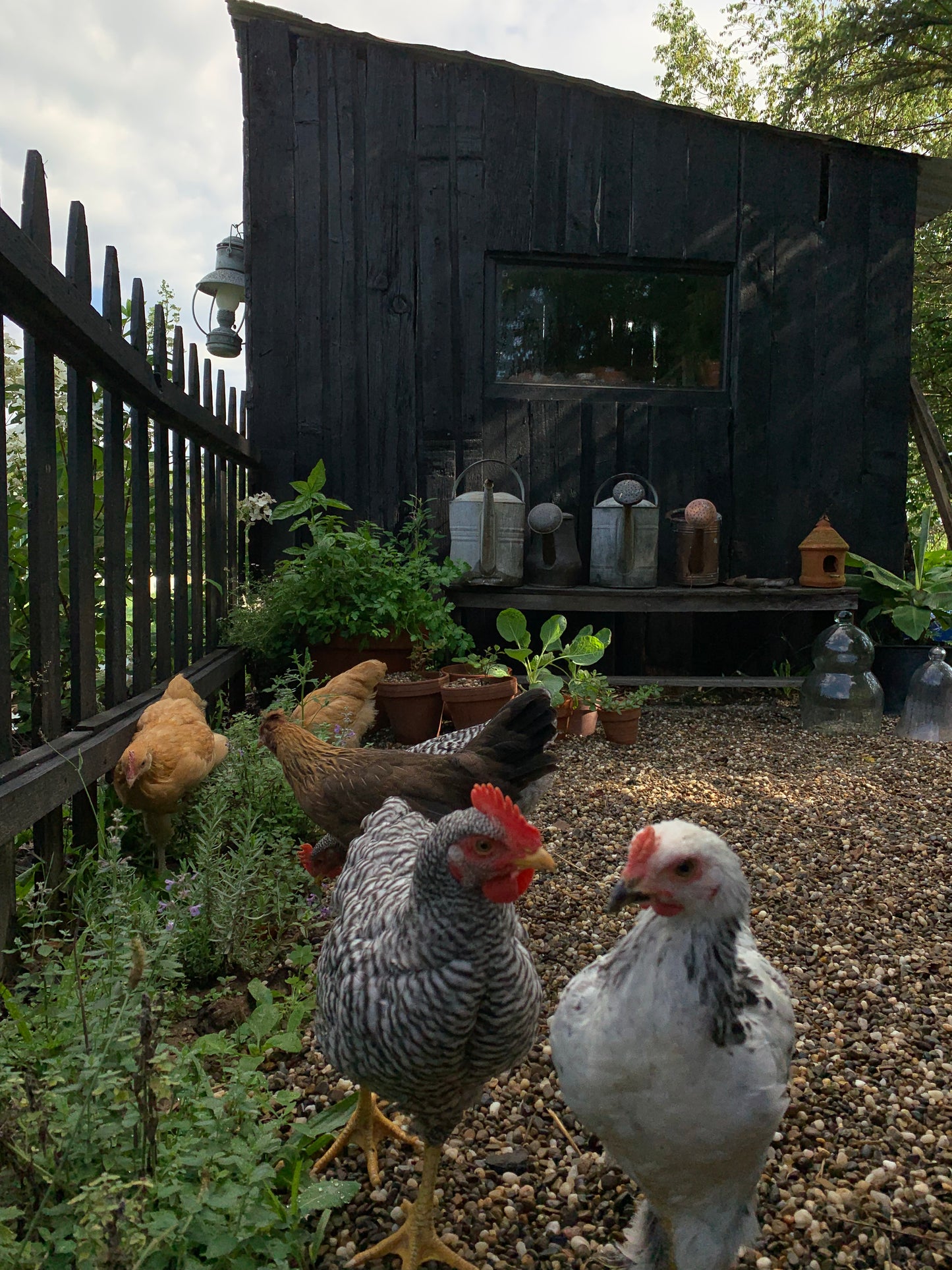 Chicken Eggs