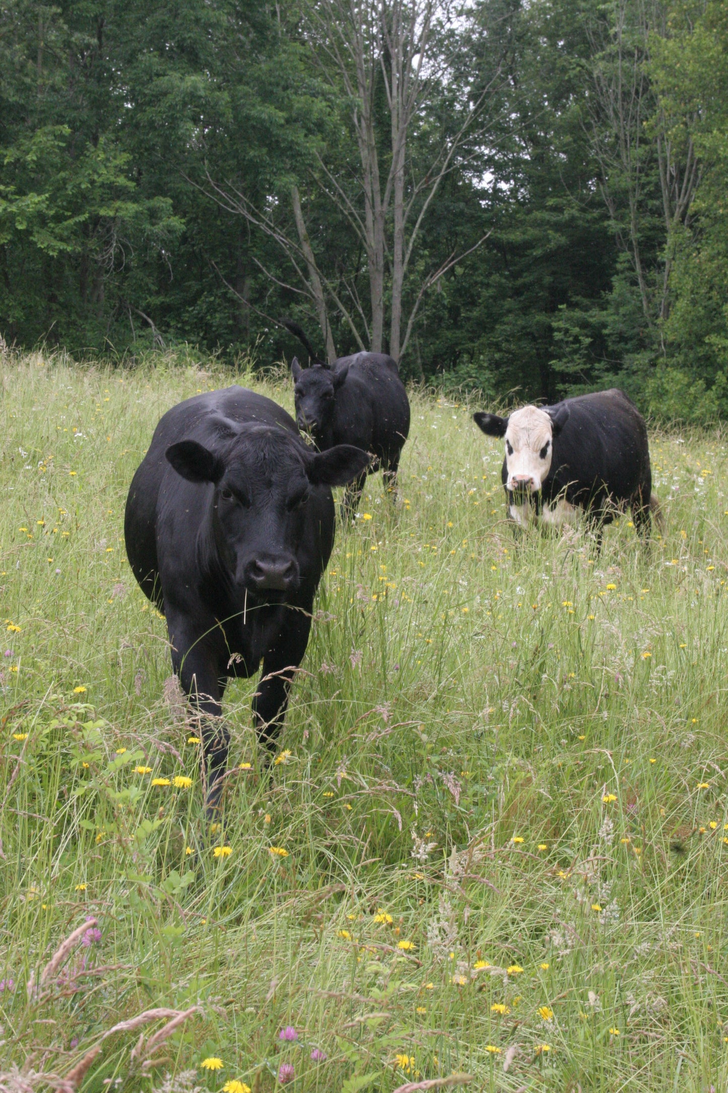 1LB Ground Beef & Patties