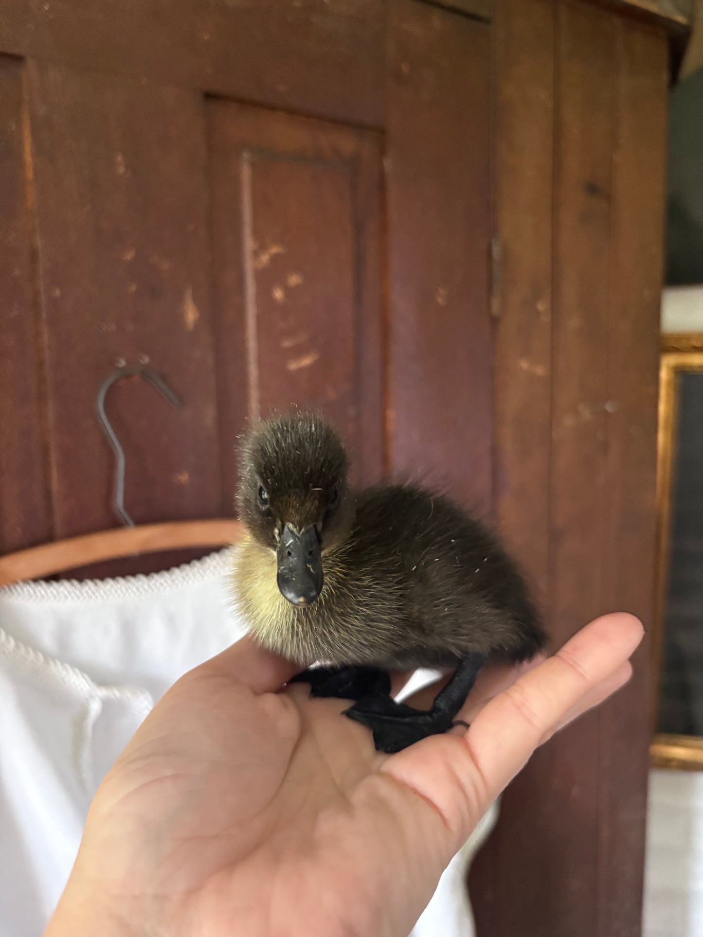 Chicks, Ducklings, Quail