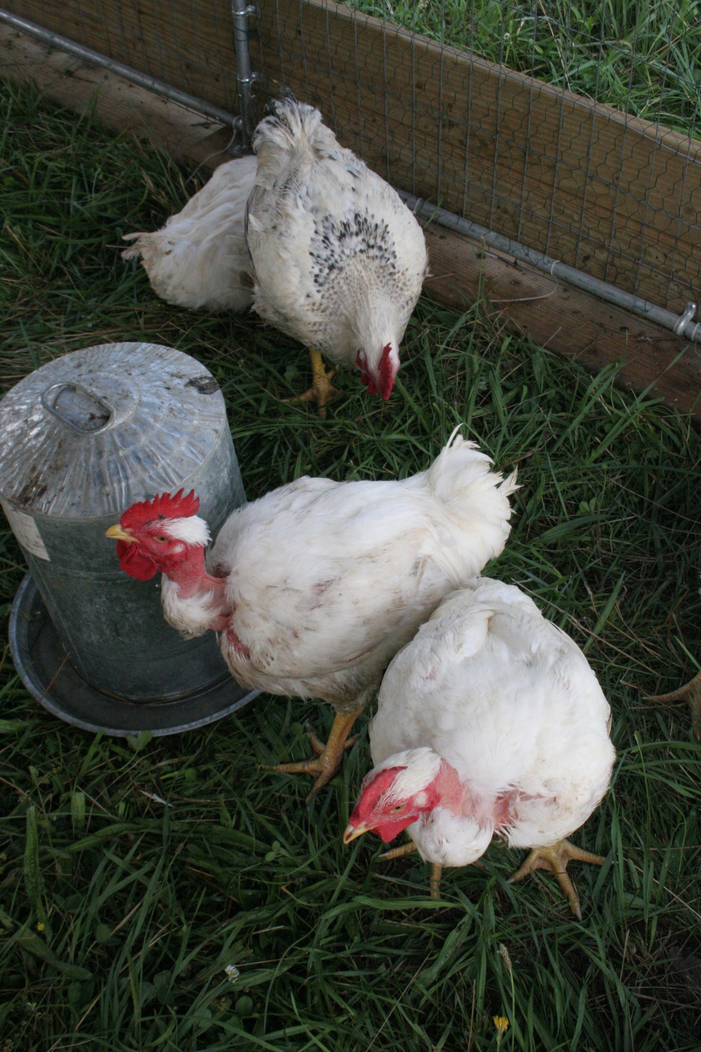 Whole Meat Bird